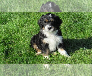 Bernedoodle Puppy for Sale in BIG ROCK, Illinois USA