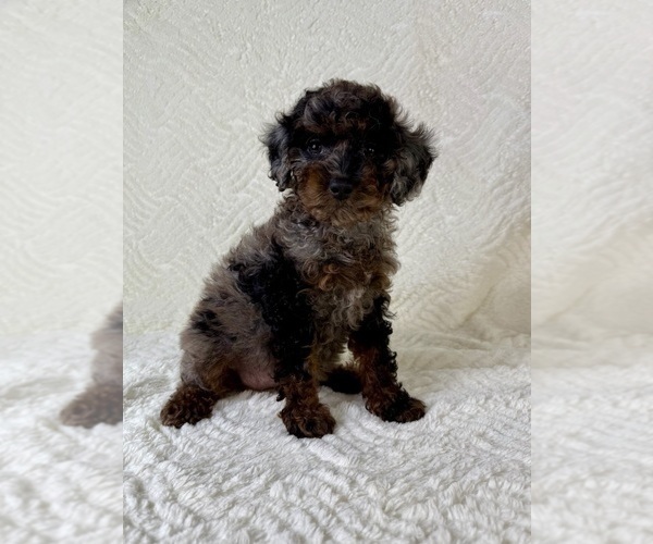 Medium Photo #3 Cock-A-Poo Puppy For Sale in GREENFIELD, IN, USA