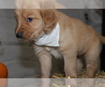 Small Photo #2 Golden Retriever Puppy For Sale in IMLAY, MI, USA