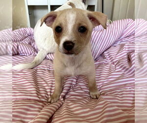 Chihuahua-Unknown Mix Dogs for adoption in Chico, CA, USA