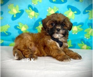 ShihPoo Puppy for sale in WINNSBORO, LA, USA