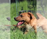 Small #3 Labrador Retriever Mix