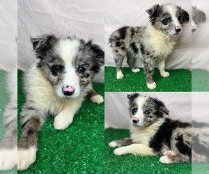 Miniature Australian Shepherd Puppy for sale in BROOKER, FL, USA
