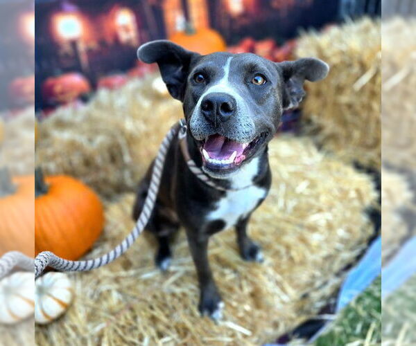 Medium Photo #3 American Pit Bull Terrier-Unknown Mix Puppy For Sale in Long Beach, CA, USA