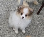 Puppy Tevi Pomeranian