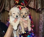 Small Photo #5 Poodle (Toy) Puppy For Sale in MERCED, CA, USA