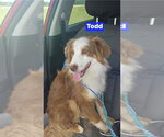Small #1 Australian Shepherd