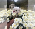 Puppy Ruby Maltipoo