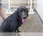 Small Bloodhound Mix