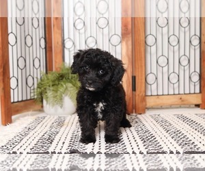 Cavapoo Puppy for sale in NAPLES, FL, USA