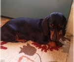 Small #9 Dachshund