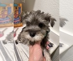 Small #3 Schnauzer (Miniature)