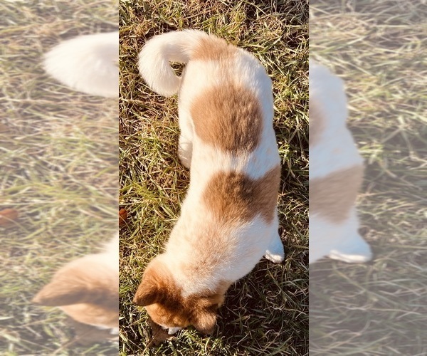 Medium Photo #7 American Eskimo Dog-Border Collie Mix Puppy For Sale in HILLSBORO, WI, USA
