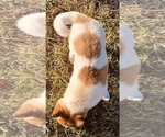 Small #6 American Eskimo Dog-Border Collie Mix