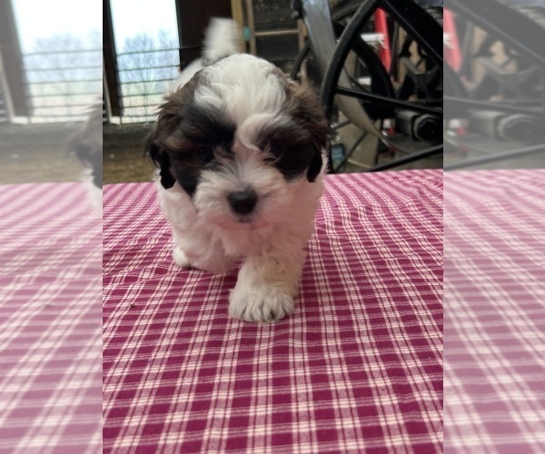 Medium Photo #2 Zuchon Puppy For Sale in DRY RIDGE, KY, USA