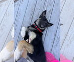 Small #2 German Shepherd Dog Mix
