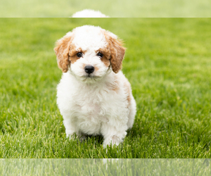 Goldendoodle (Miniature) Puppy for sale in WOLCOTTVILLE, IN, USA