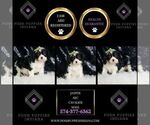 Small Photo #27 Cavalier King Charles Spaniel Puppy For Sale in WARSAW, IN, USA