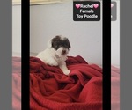 Small #2 Poodle (Toy)