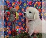 Small #3 Great Pyrenees