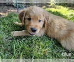 Puppy Blue Golden Retriever