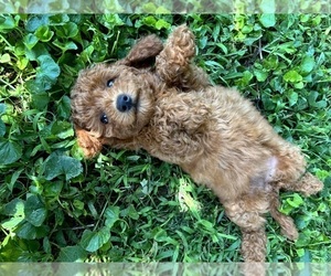 Goldendoodle (Miniature) Puppy for sale in FRANKLIN, IN, USA