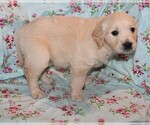 Small Photo #4 English Cream Golden Retriever Puppy For Sale in BLOOMINGTON, IN, USA