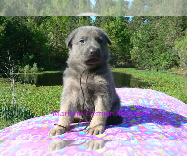 Medium Photo #2 German Shepherd Dog Puppy For Sale in PIEDMONT, MO, USA