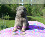 Small #1 German Shepherd Dog