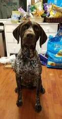 Father of the German Shorthaired Pointer puppies born on 12/21/2018