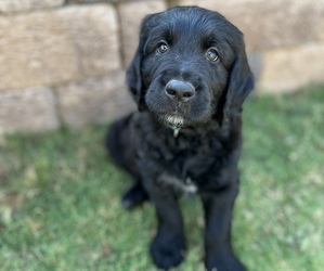 Medium Goldendoodle