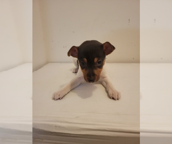 Medium Photo #5 Rat Terrier Puppy For Sale in COLUMBIA, SC, USA