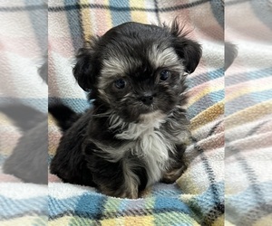 ShihPoo Puppy for sale in SILEX, MO, USA