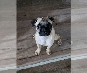 Pug Puppy for sale in MUNCIE, IN, USA