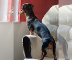 Small Photo #1 Dachshund Puppy For Sale in CINCINNATI, OH, USA