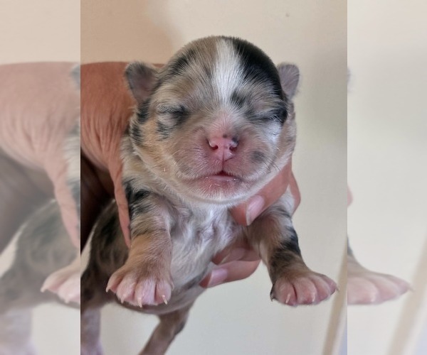 Medium Photo #4 Chihuahua Puppy For Sale in NEWVILLE, PA, USA