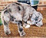 Small #9 Aussiedoodle
