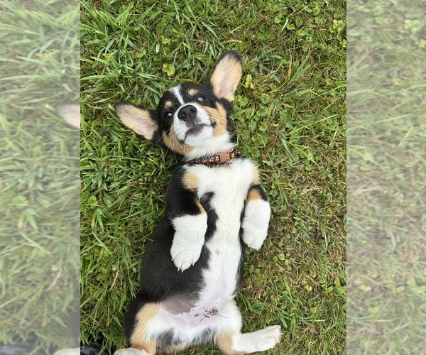 Medium Photo #24 Pembroke Welsh Corgi Puppy For Sale in PERKINSVILLE, VT, USA