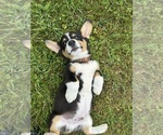 Small #23 Pembroke Welsh Corgi