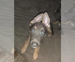 German Shepherd Dog Puppy for sale in MECHANICSVILLE, VA, USA