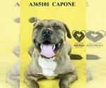 Small #1 American Pit Bull Terrier