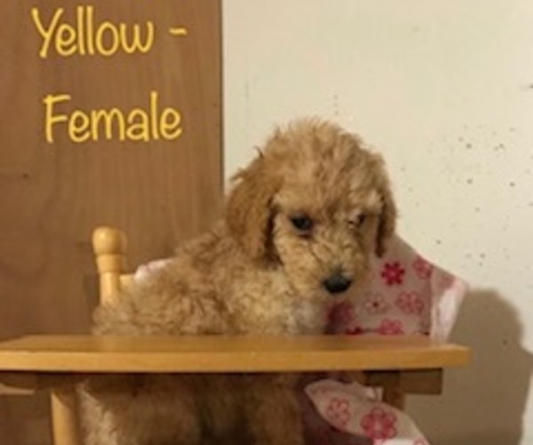 Medium Photo #2 Poodle (Standard) Puppy For Sale in SOMERSET, KY, USA