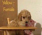 Small Photo #2 Poodle (Standard) Puppy For Sale in SOMERSET, KY, USA