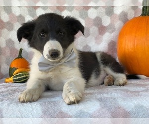 Border Collie Puppy for sale in LANCASTER, PA, USA
