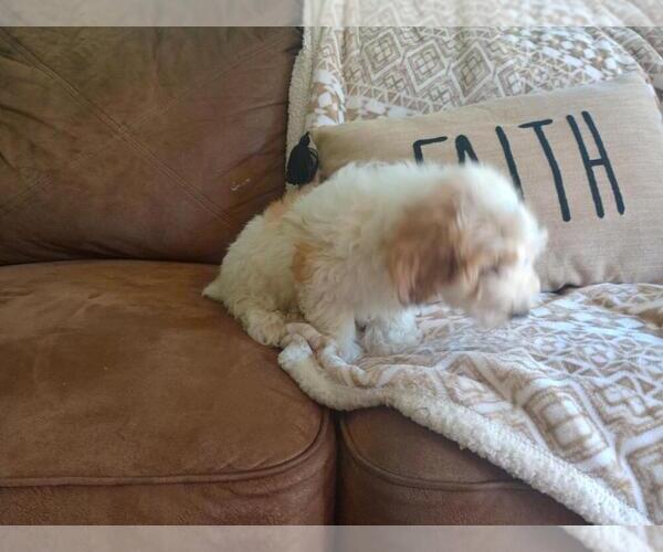 Medium Photo #3 Aussie-Poo Puppy For Sale in HOLMESVILLE, OH, USA
