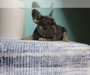 French Bulldog Puppy for sale in INDIANAPOLIS, IN, USA