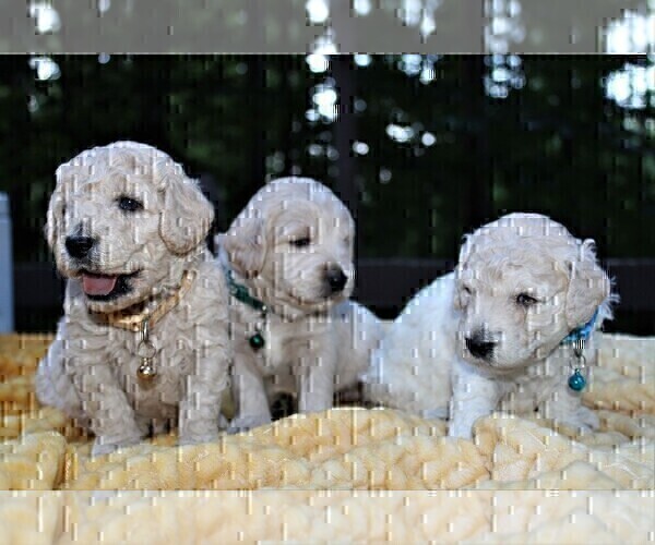 Medium Photo #60 Goldendoodle Puppy For Sale in TIMBERLAKE, NC, USA