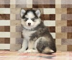 Small #3 Pomsky