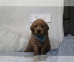 Small Photo #2 Goldendoodle Puppy For Sale in EVART, MI, USA