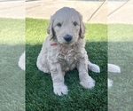 Puppy Orange Goldendoodle